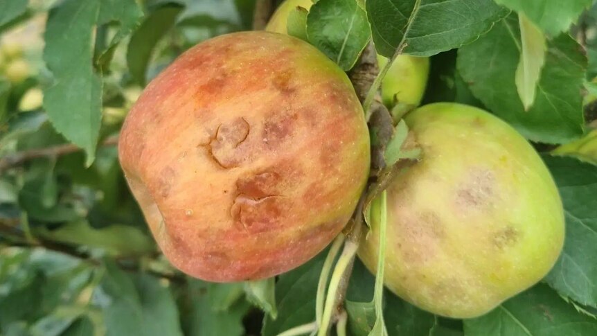 A pair of apples on a tree. They have been damaged by hail.