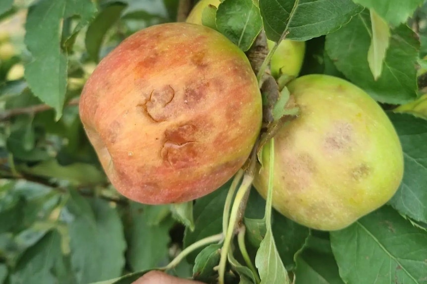 A pair of apples on a tree. They have been damaged by hail.