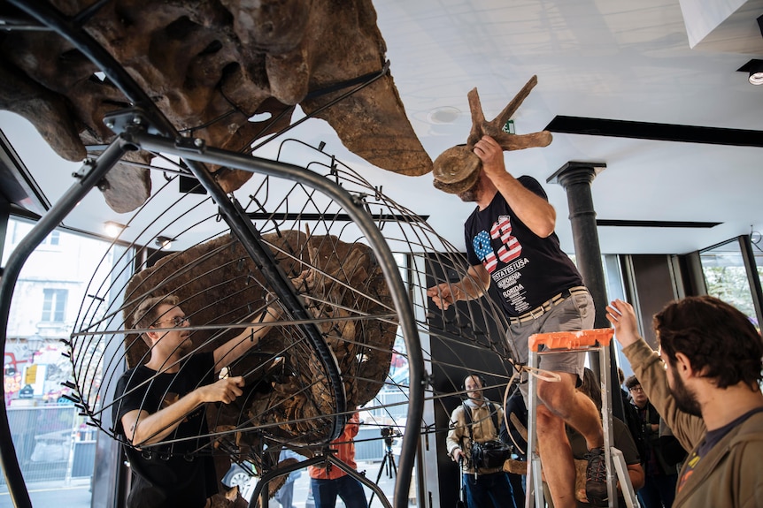 A dinosaur skeleton being assembled for auction