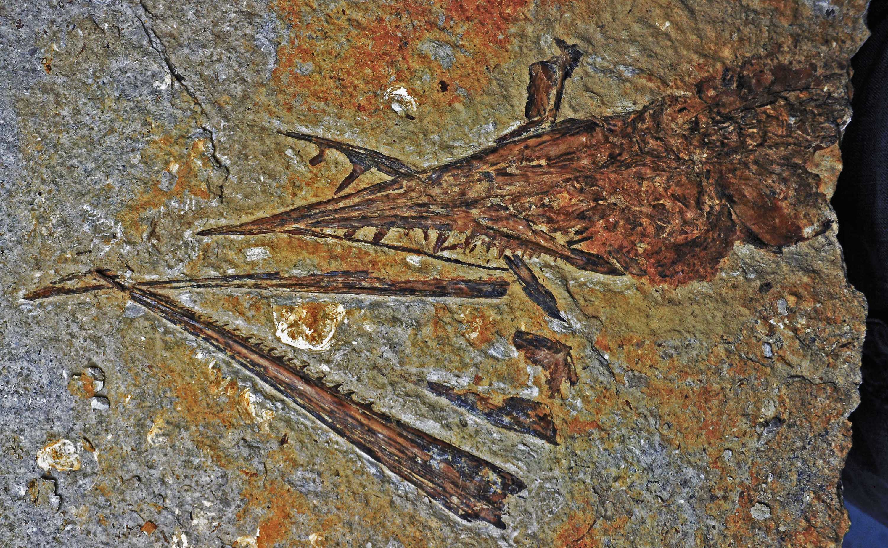 Ancient sabre-toothed fish fossil unearthed in outback Queensland