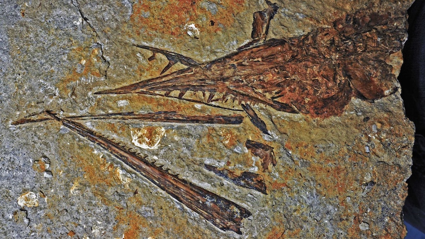 Image of lizard fish fossil, unearthed in outback Queensland. Shows details of teeth, jaw, heard and parts of the upper spine.