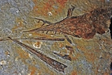 Image of lizard fish fossil, unearthed in outback Queensland. Shows details of teeth, jaw, heard and parts of the upper spine.