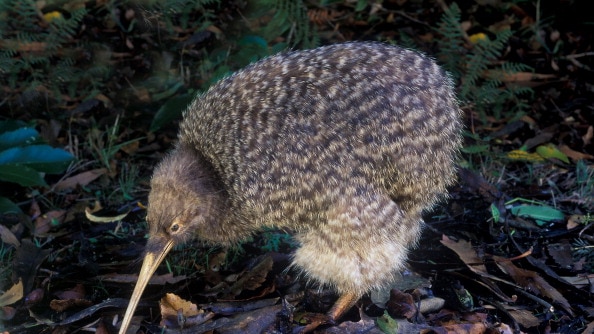 Zealand's kiwi bird may have descended from an Australian bird, research says ABC News