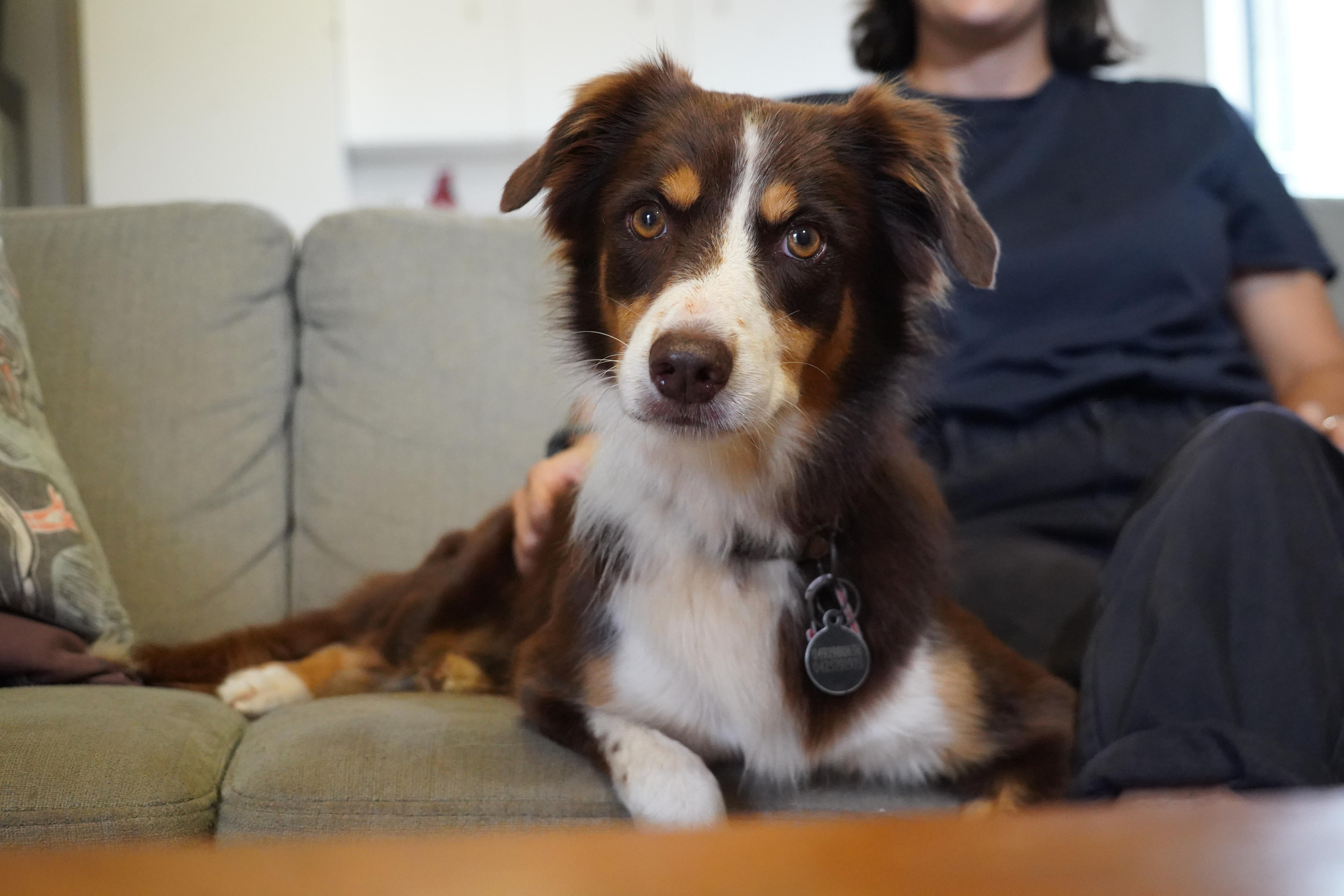 A kelpie collie dog, with brown fur in two shades and white patches sitting on couch next to blurred owner in background.
