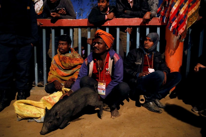 A man crouches down while holding a pig to the ground in front of him.