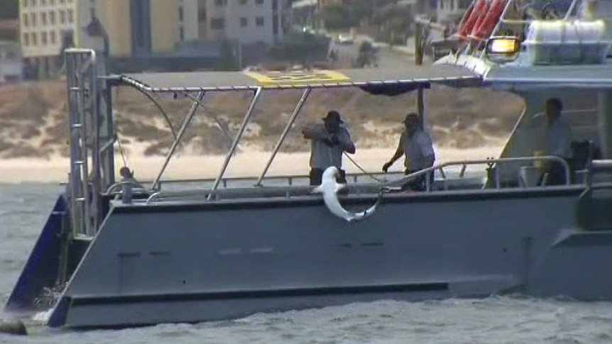 WA fisheries officers catch a second shark off a Perth beach