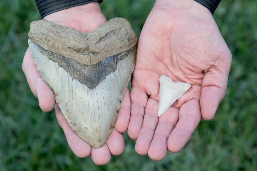 Two hands holding shark teeth. One tooth almost covers the whole hand while the other is much smaller