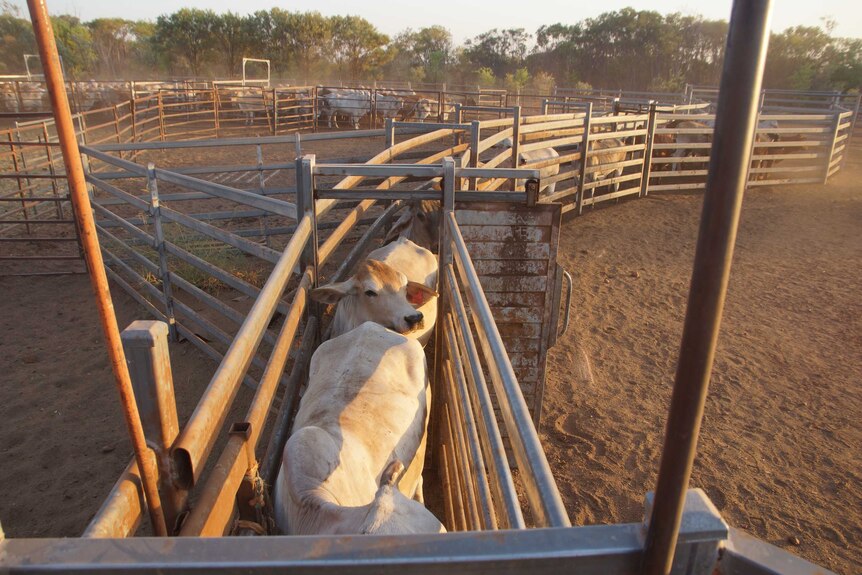Cows from Amungee Mungee station being trucked for sale.
