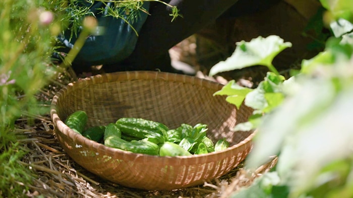 Woven basket filled with green produce from the garden
