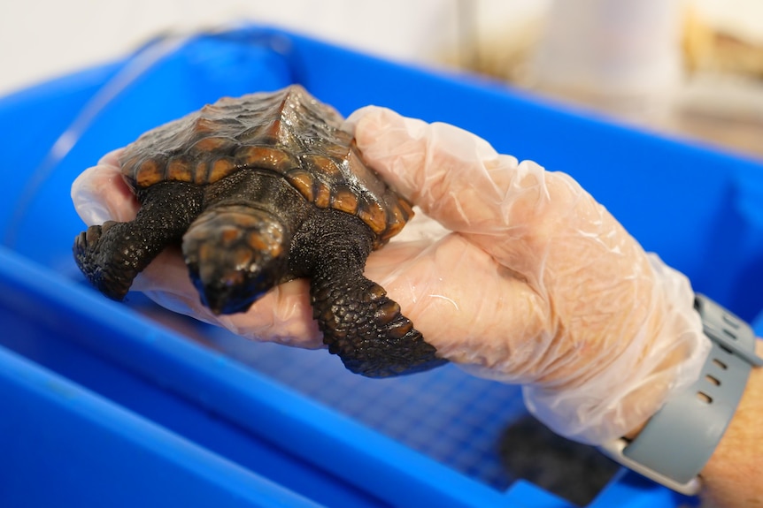 A photo of a gloved hand holding a small baby turtle, watch on wrist, blue tub in background.