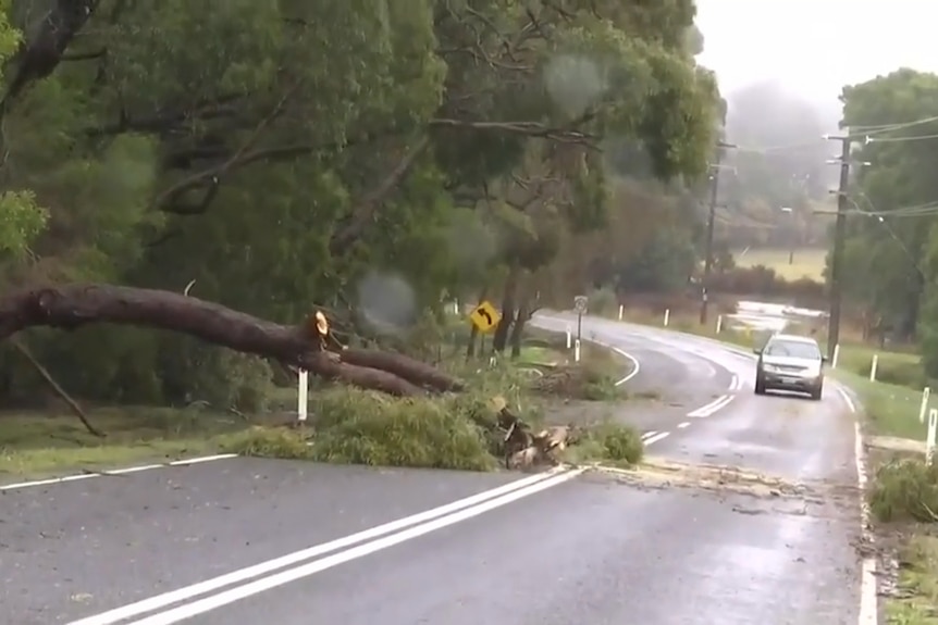A car travels along a road as a tree blocks one of the lanes