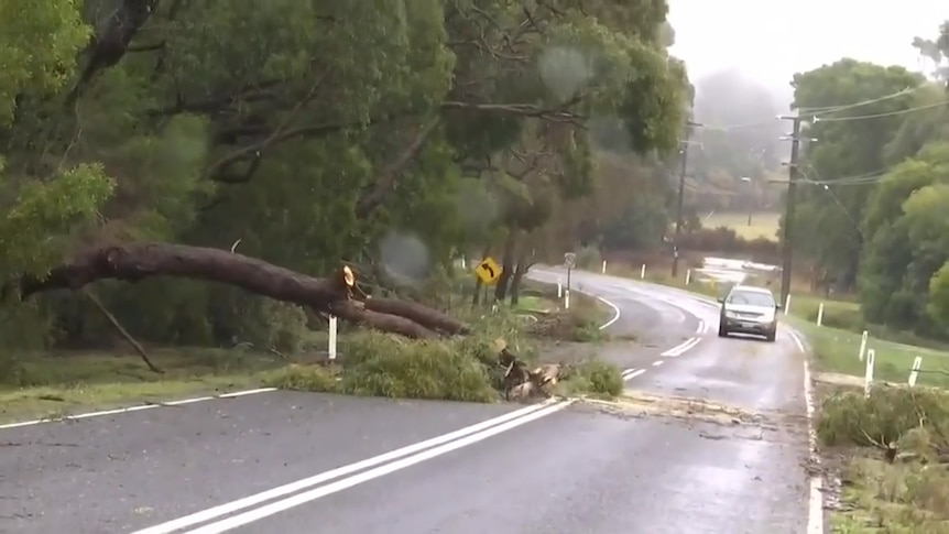 A car travels along a road as a tree blocks one of the lanes
