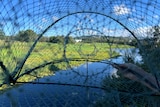 A trap made of netting used for catching yabbies in the foreground with welands in the background on a sunny day