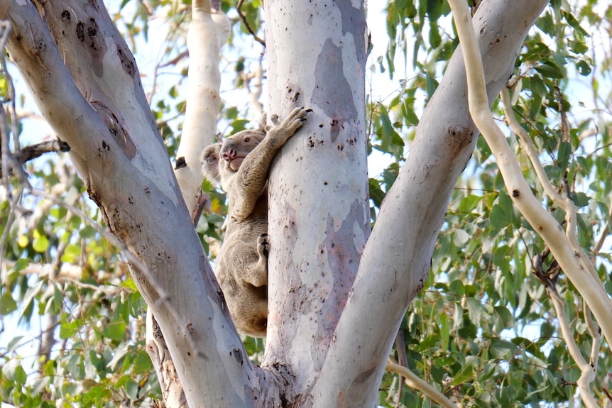 A koala hugging an eucalyptus tree.