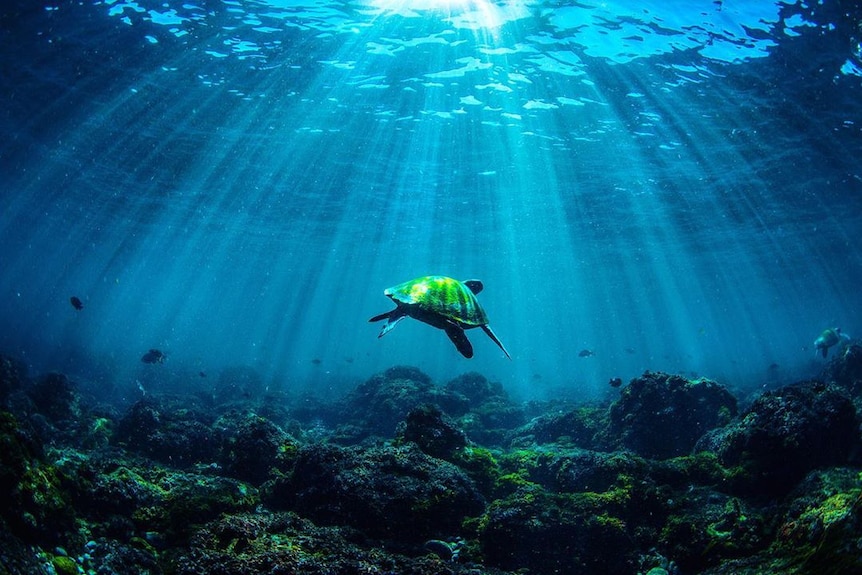 A green turtle swims above rocks with sunshine streaming through the ocean.