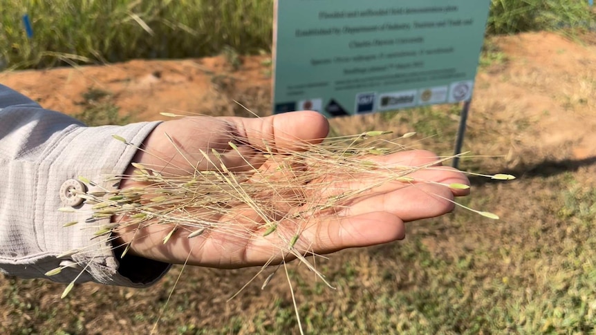 Play Audio. Rice in the palm of a researcher's hand. Duration: 10 minutes 32 seconds