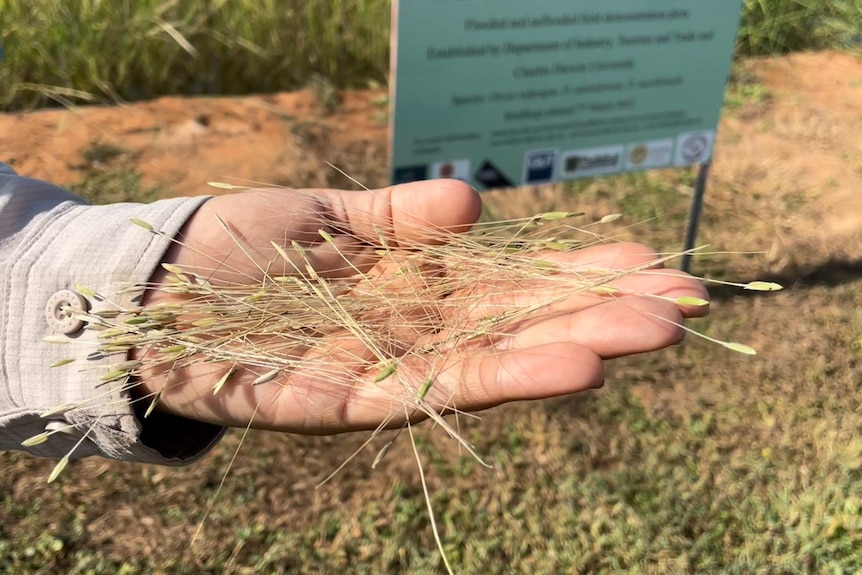 Rice in the palm of a researcher's hand
