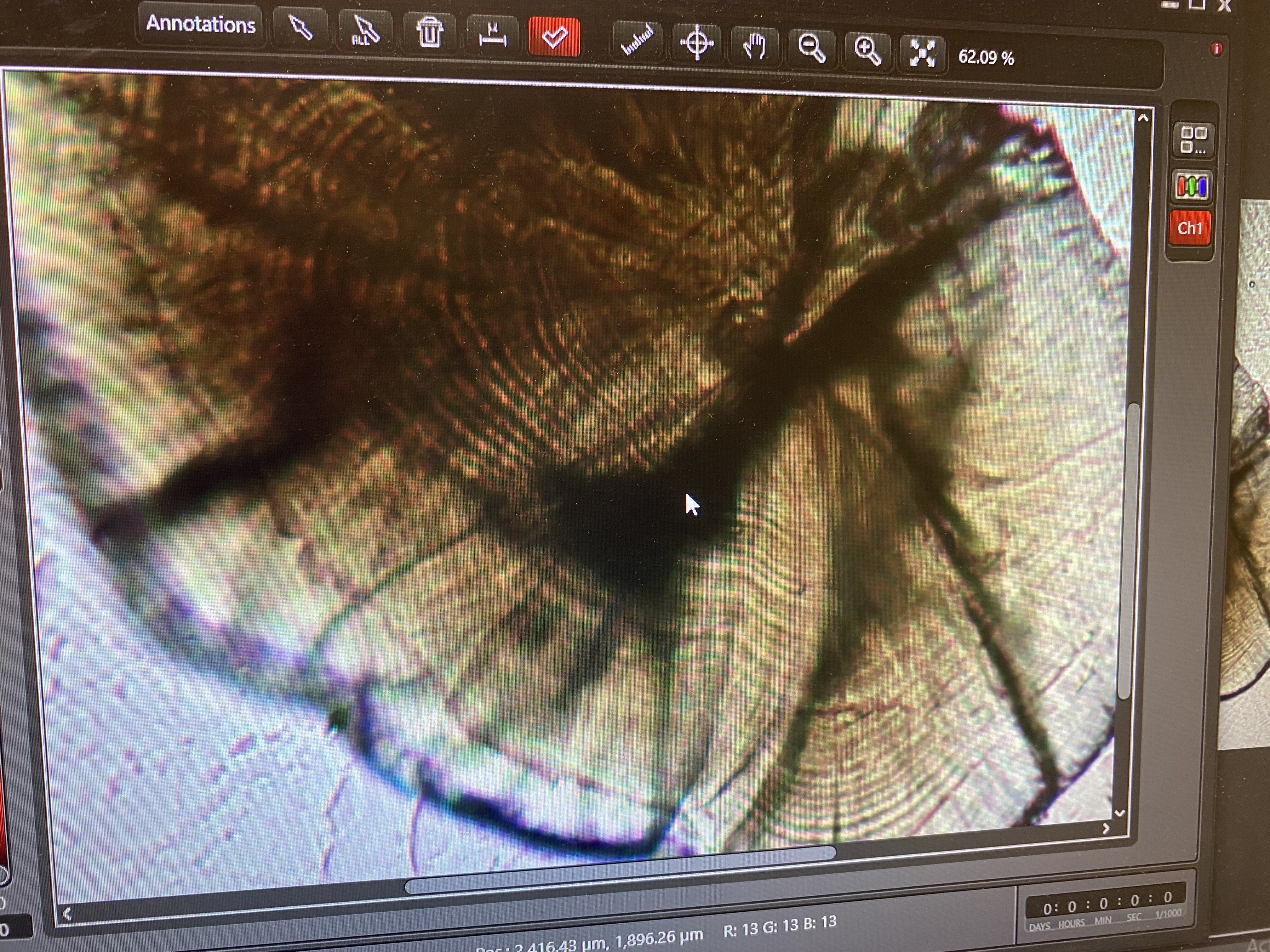 Fish otolith seen through the lens of a microscope.