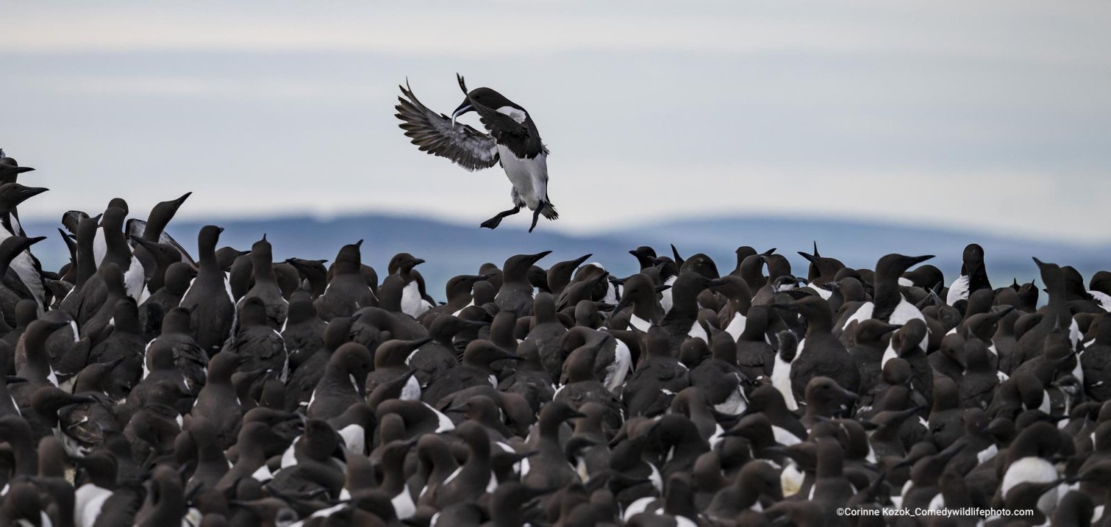 "Tombstoning Guillemot" by Corinne Kozok