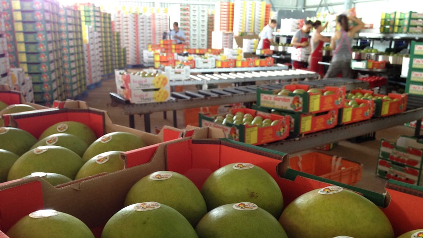 More mangoes from Australia