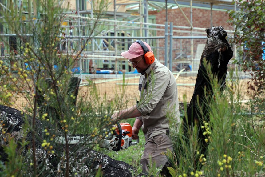 Man cuts wood with chainsaw.