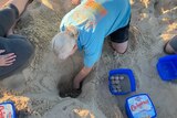 A woman kneeling in the sand reaches into a hole. Next to her is a blue ice cream container with turtle eggs inside.