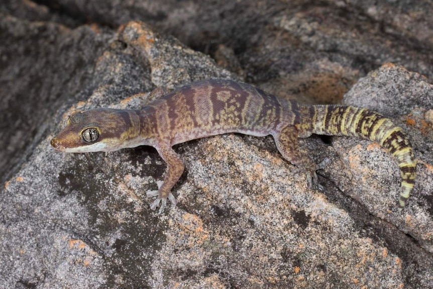 Silver-eyed gecko with a pattern on its back and a slender tail is perched on a rock.