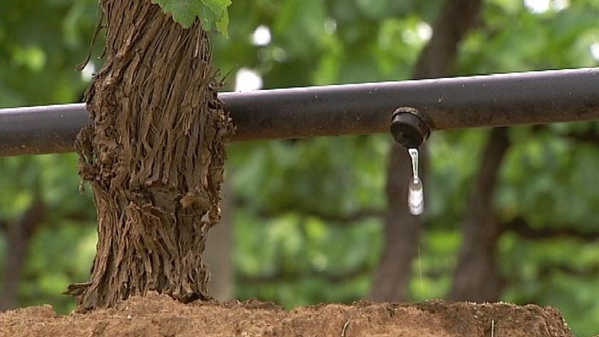 Irrigators stuck with 67pc of entitlements in SA