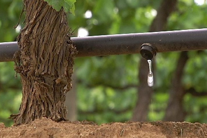 drip irrigation