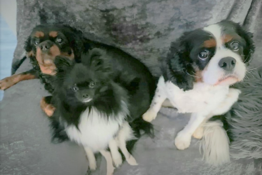 Three small dogs on a chair.