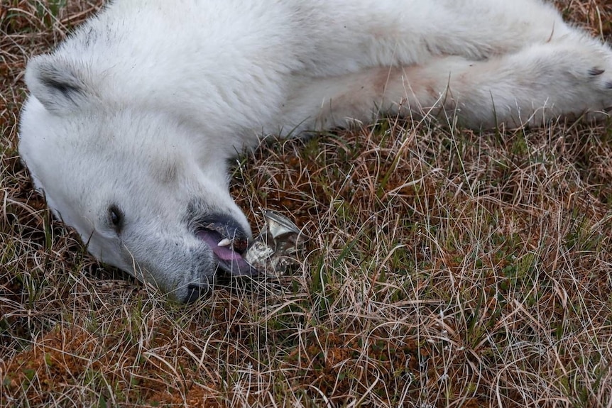 A polar bear on ground with tongue out and can next to it