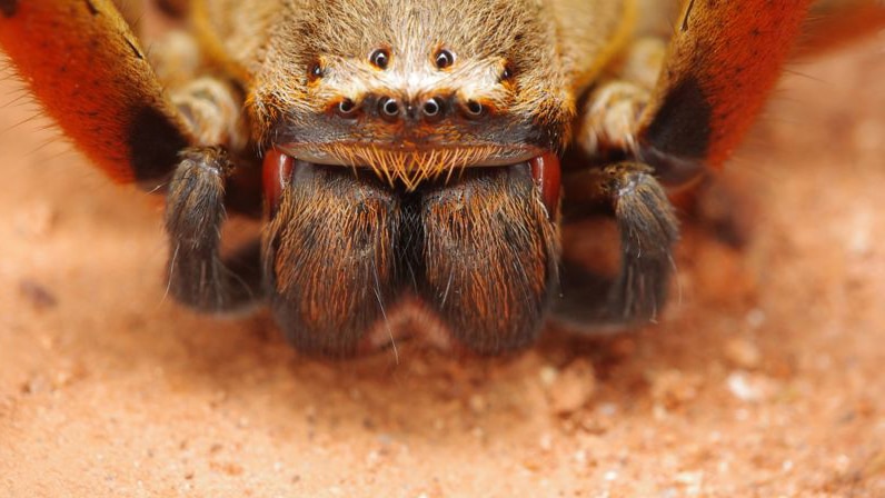 close-up of a huntsman spider
