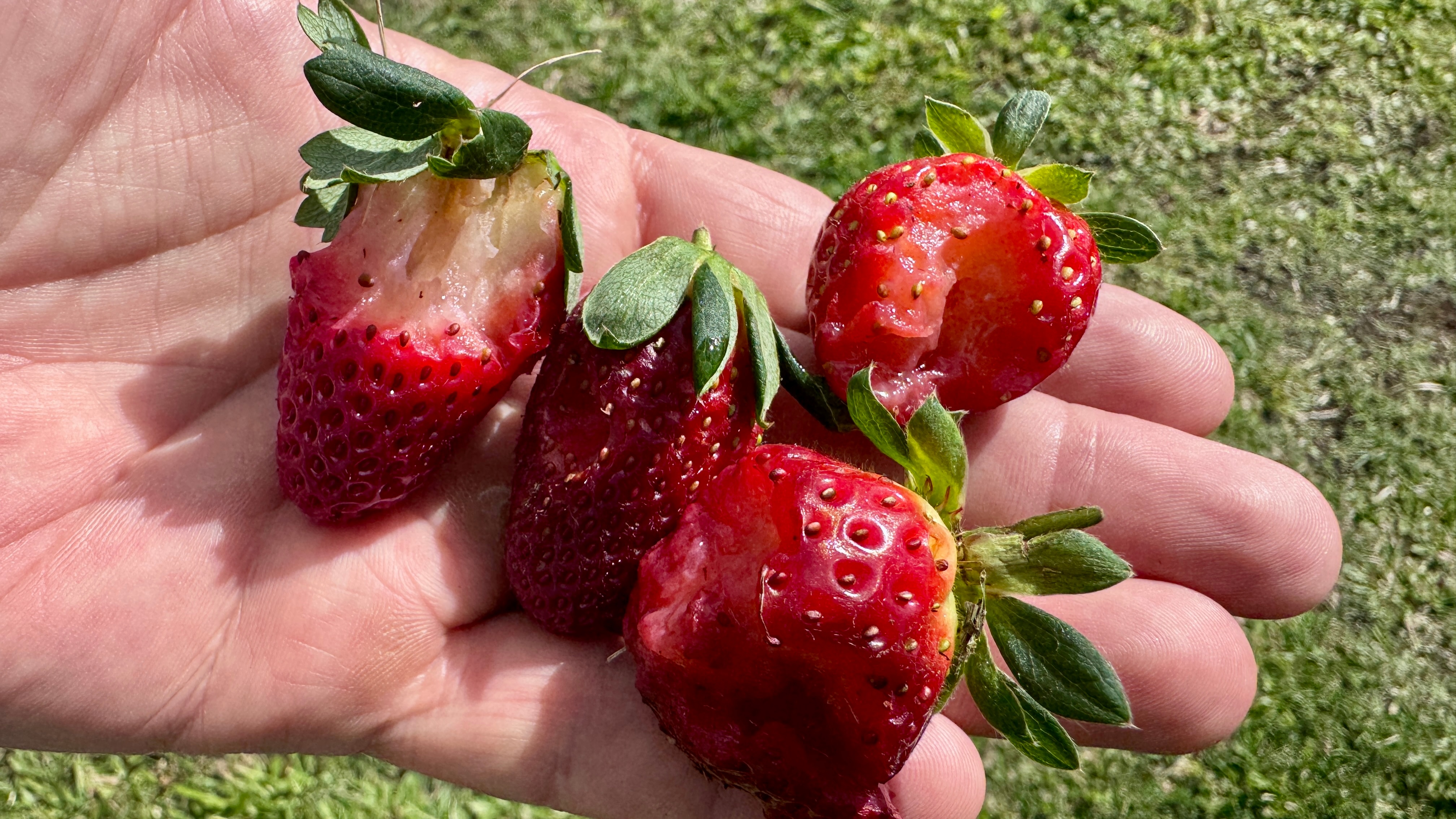 Damaged strawberries sitting in a hand.