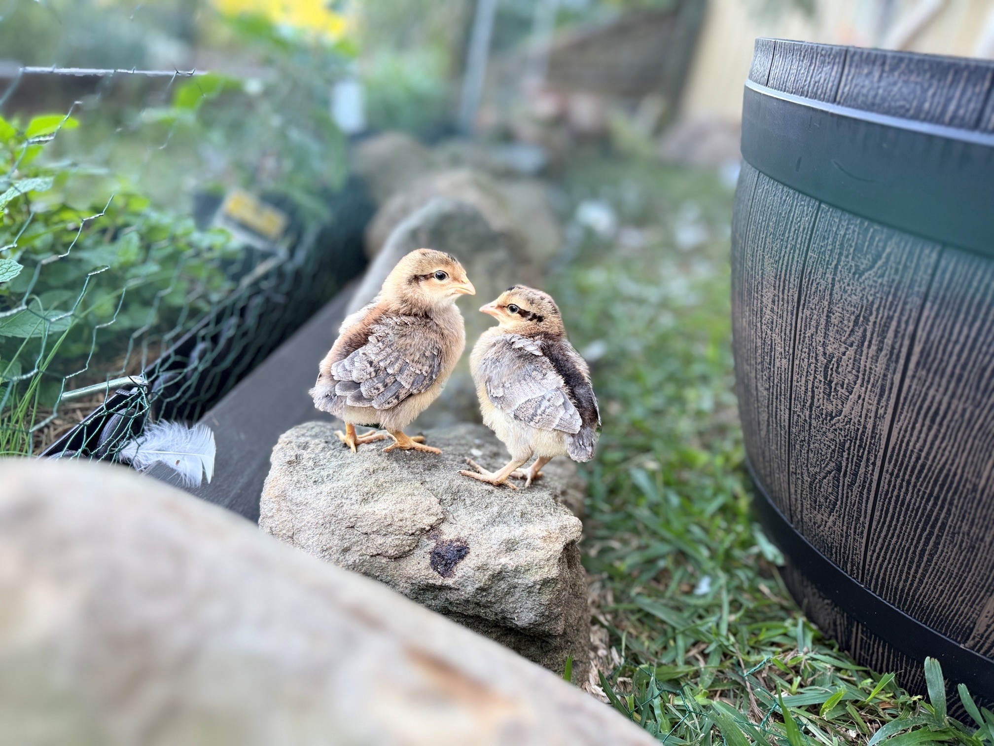 Backyard hen boom on the cards amid bird flu fears, seller says