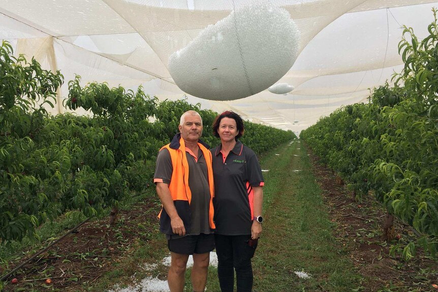Teresa and Lindsay Francis standing in front of hail-logged netting.