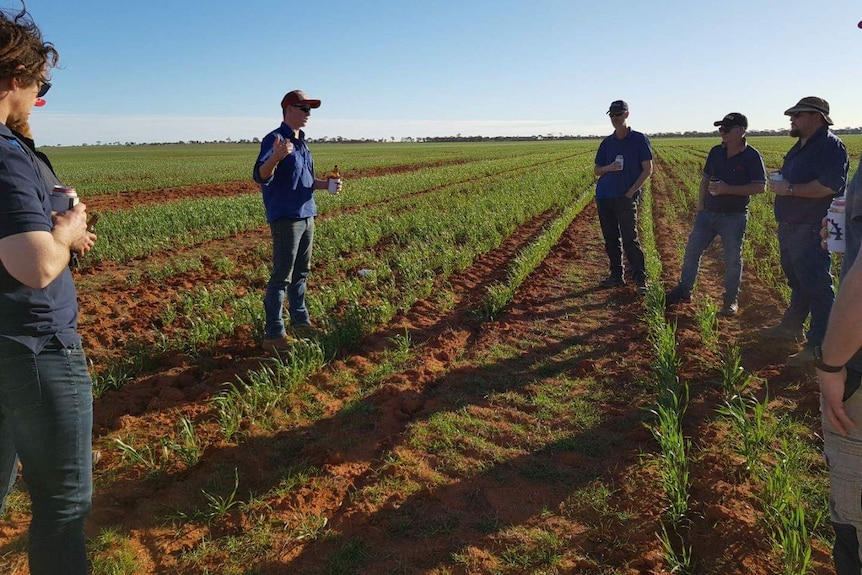 A group of farmers looking at the wheat trials on Callum Wesley's farm