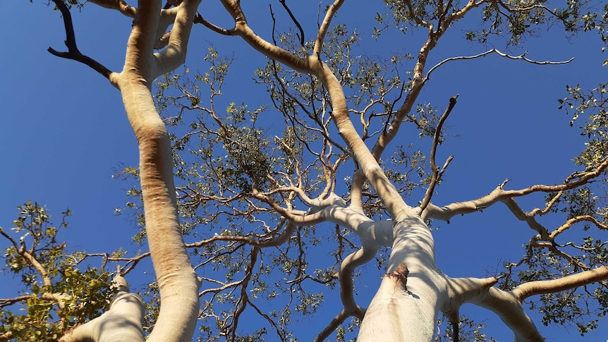 A white eucalyptus trunk twists its way into a blue sky