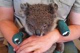 A small koala with bandages on its paws.