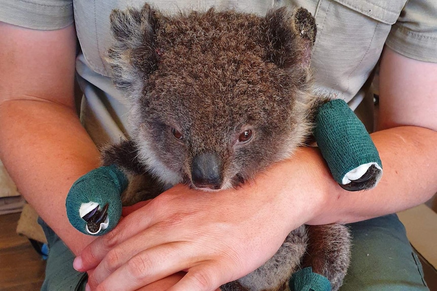 A small koala with bandages on its paws.