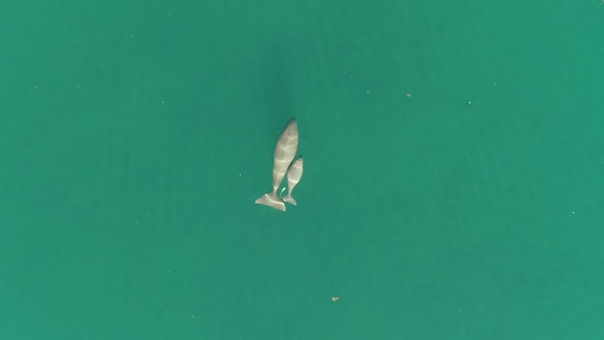 An aerial shop of a large and small dugong swimming side by side