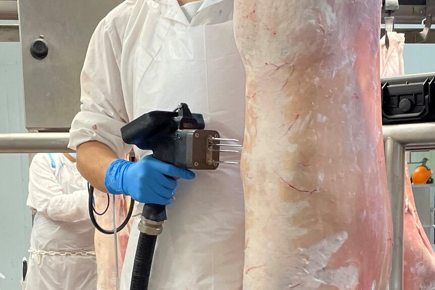 A woman in a white coat and mask uses a probe machine on a hanging carcase.