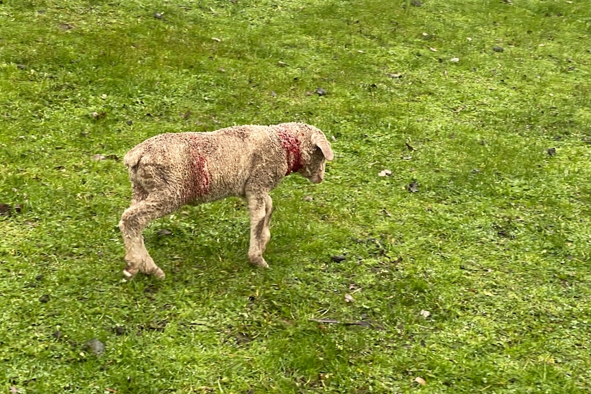 A sheep with blood on its body.