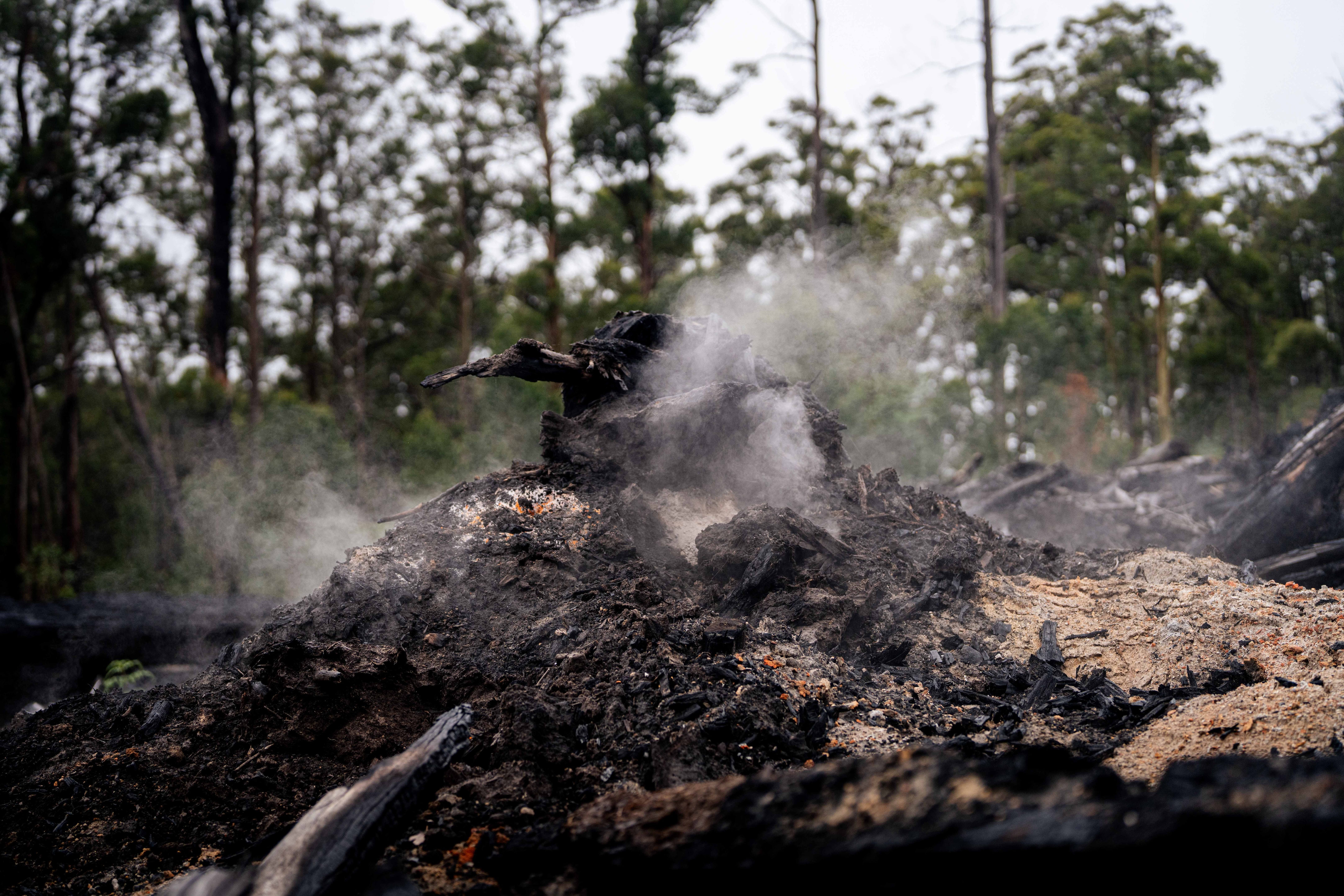 Tree stumps, logs and branches that have been cut down and burned
