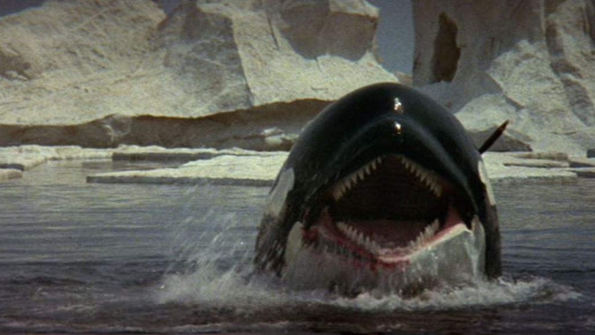 An orca baring its teeth in the Artic