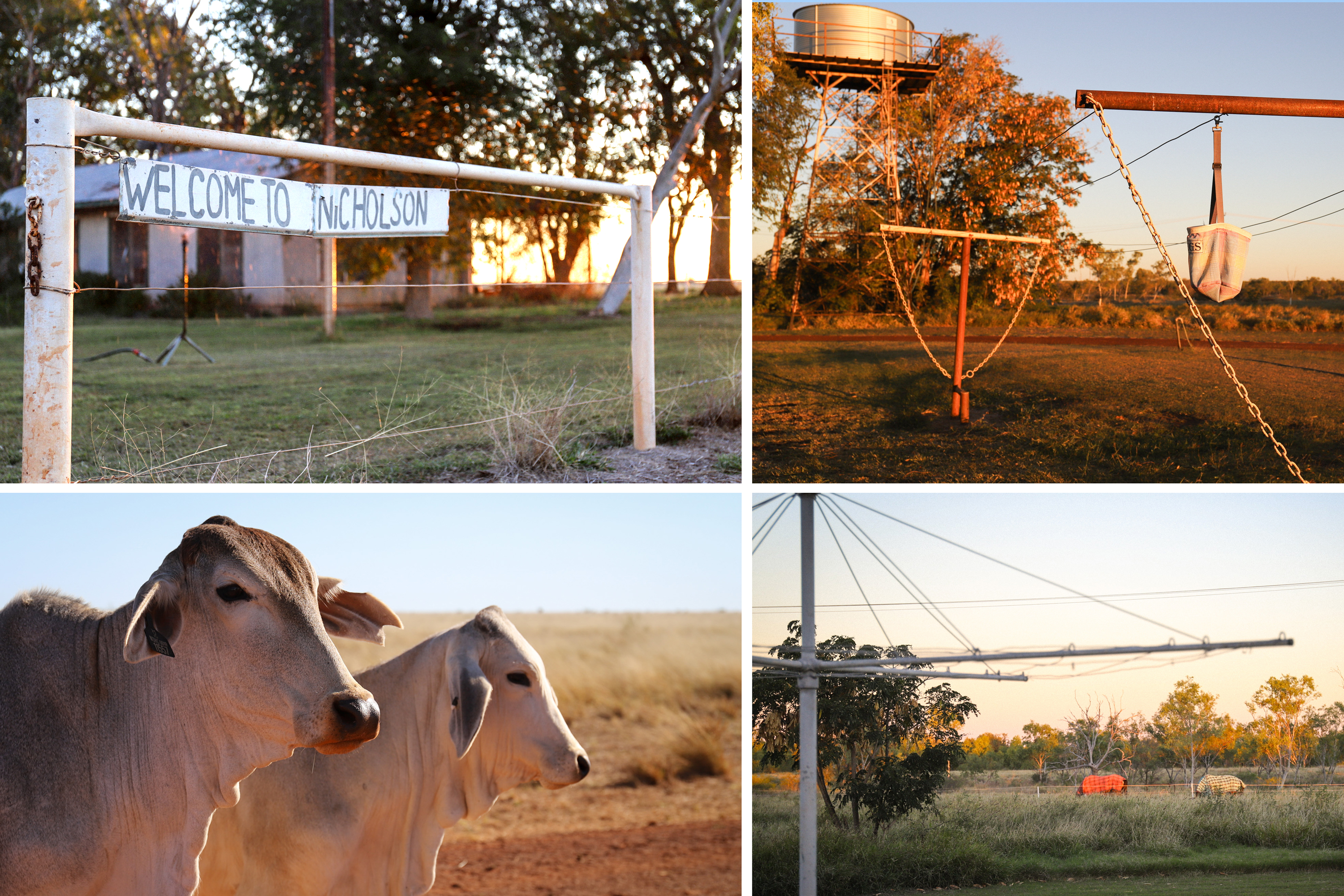 Collage of welcome sign on farm gate, water tank, empty clothes line and cattle with hump on back, all in golden afternoon light