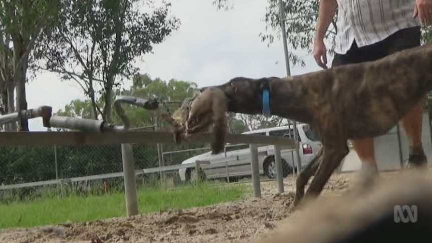 GRAPHIC FOOTAGE: Possum used as bait for greyhounds at Tom Noble's property