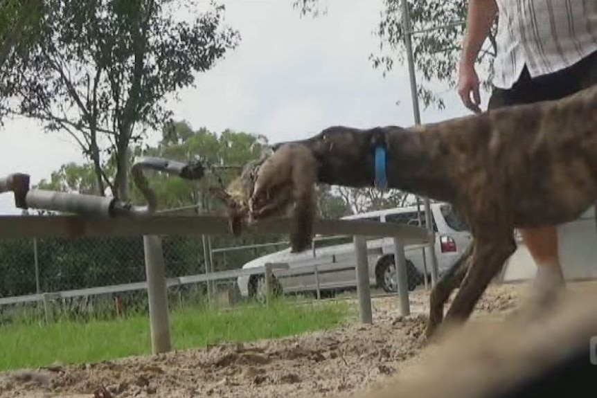 Evidence of live baiting in greyhound racing industry.