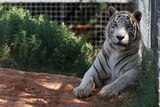 A large white tiger sits in an enclosure with its front legs in front of it