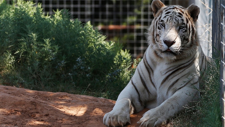 A large white tiger sits in an enclosure with its front legs in front of it