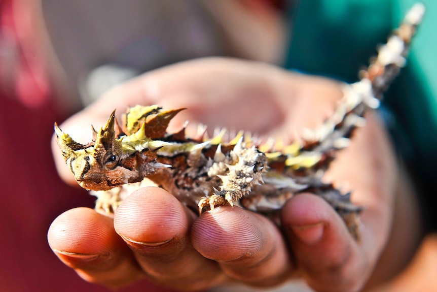 A close-up shot of a thorny devil in the palm of someone's hand